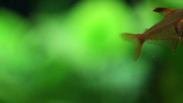 Close-up swimming freshwater aquarium fish. Rosy Tetra. Green plant background. Slow motion. soft focus