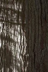 Obraz premium Old Tree Trunk Bark Rough Background