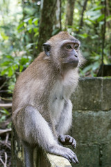 Naklejka na ściany i meble macaque sitting thinking about life