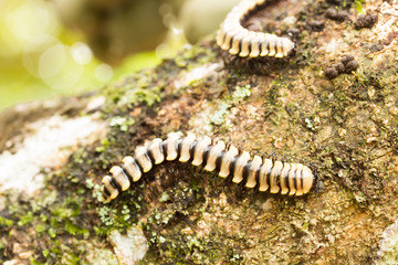 Obraz na płótnie Canvas millipede on tree in the forest.Orthomorpha sp.