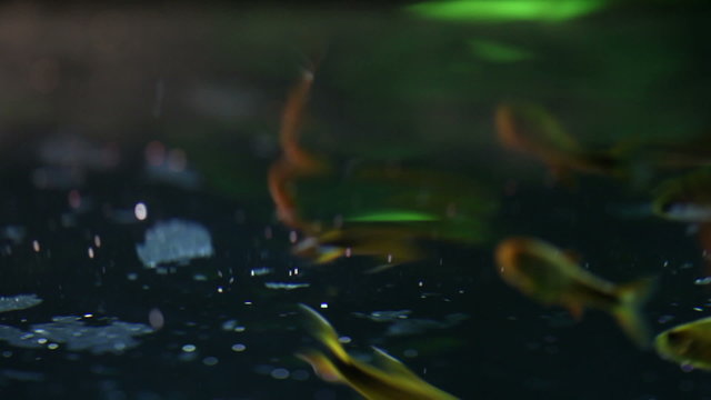 Aquarium life close-up. Tropical fishes. eating. feeding. surface of the freshwater aquarium tank. soft focus, macro