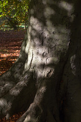Fototapeta na wymiar Old Tree Trunk Bark Rough Background