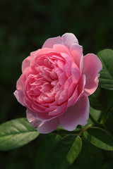 Rose /Beautiful Rose flower in the garden