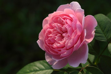 Rose /Beautiful Rose flower in the garden