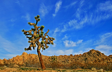 Joshua Tree in the high desert of Southern California near Lancaster Palmdale and Lake Los Angeles