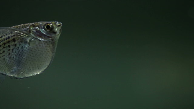 Aquarium fish Gasteropelecus sternicla. Fish swimming. (Macro view, soft focus)