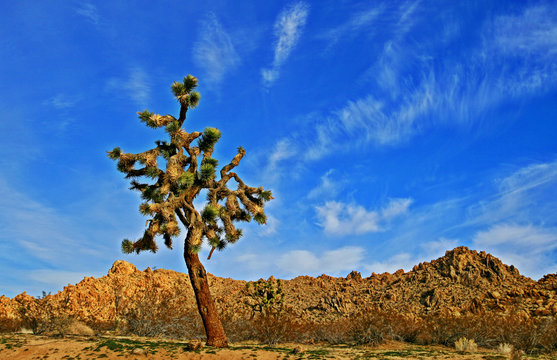Joshua Tree in the high desert of Southern California near Lancaster Palmdale and Lake Los Angeles