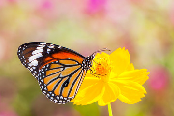 Naklejka premium Butterflies and Flowers