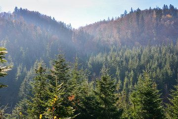 Evergreen forest in Carpathian Mountains, Ukraine. Travel, ecotourism