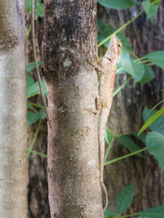 Red brown lizard camouflaged on a tree.