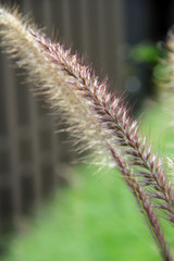 Bur bristlegrass / A picture of bur bristlegrass 