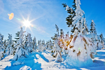 winter landscape near Snezka mount, Krkonose (Giant) mountains, Czech republic