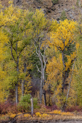 Colors of trees in autumn in southwestern Montana.