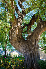 Old huge rosewood tree near the castle colossus. Cyprus - 96725200