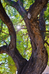 Old huge rosewood tree near the castle colossus. Cyprus