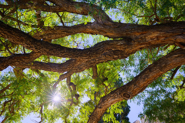 Obraz premium Old huge rosewood tree near the castle colossus. Cyprus
