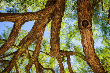 Old huge rosewood tree near the castle colossus. Cyprus