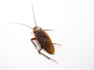 Dead cockroach on white background