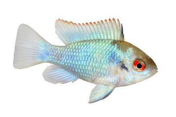 german electric blue ram dwarf cichlid Mikrogeophagus ramirezi aquarium fish