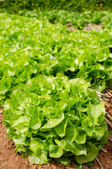 Green oak (salad leave) in the organic farm