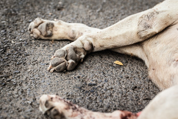 Dead stray dog