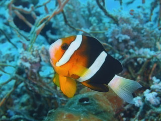 Fototapeta na wymiar Fish-clown, Island Bali