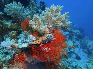Naklejka na ściany i meble Gorgonian coral, Island Bali
