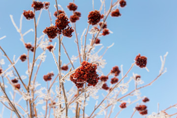 berries in the frost
