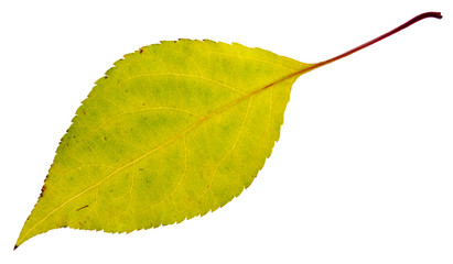 leaf
