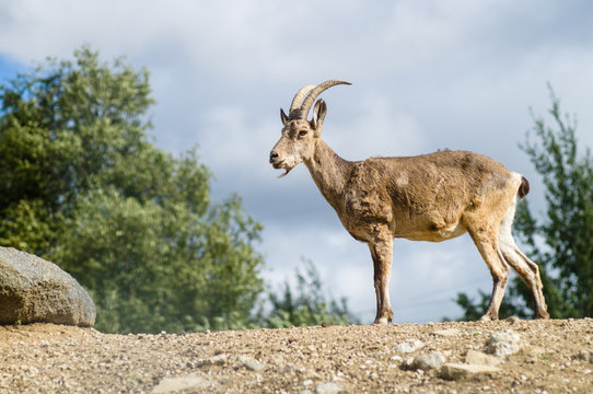 Young mountain goat or West Caucasian tur (Capra caucasica)