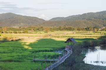 Green rice field in Chiang rai, Thailand