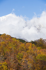 白馬の紅葉と雪山