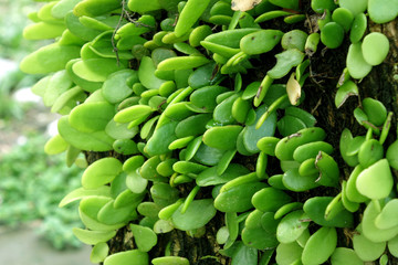 Pyrrosia piloselloides plant on wood