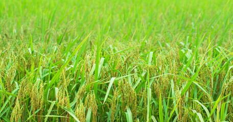 rice field