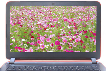 Laptop with cosmos flowers fields on screen isolated on white