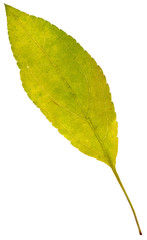 leaf