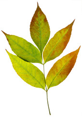 Obraz premium leaves