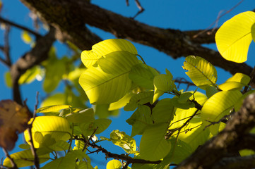 Green leaves and sky