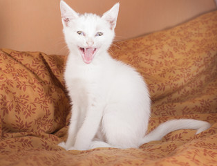 Fototapeta na wymiar Gato blanco agresivo