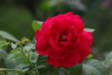 Rose /Beautiful Rose flower in the garden