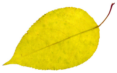 leaf