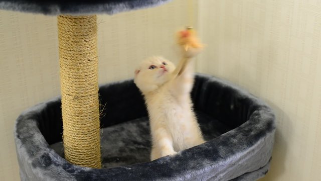 Beige kitten playing with a toy and  scratching post