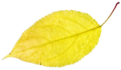 leaf