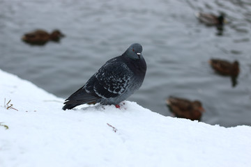 Winter Park duck pond