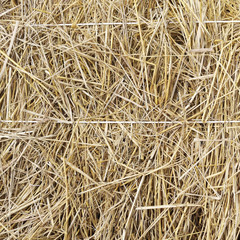 Hay background as a front view of a bale of hay as an agriculture farm and farming symbol of harvest time with dried grass straw as a bundled tied haystack