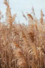 Fototapeta premium Dry reed. Abstract natural background.