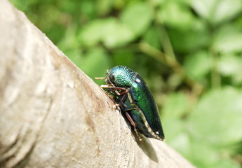 Metallic wood-boring beetle