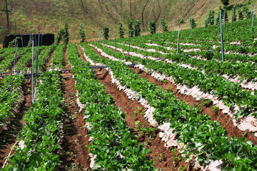 Fototapeta na wymiar Strawberry plantations / A picture of strawberry plantations at Phetchabun, Thailand
