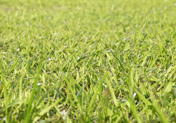 green grass macro close up