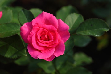Beautiful Rose flower in the garden